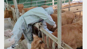 “대량 살처분 막자” 소 럼피스킨병 백신 반입에도 산 넘어 산