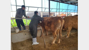 럼피스킨 3개 농가 추가확진, 누적 55건…백신 접종 총력