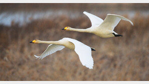 반가운 겨울 철새 큰고니의 비행 