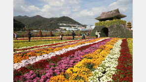 활짝핀 국화… 오늘 일교차 15도 