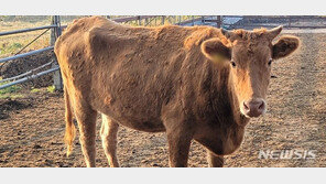 럼피스킨병 경북·제주 빼고 다 퍼졌다…25개 시군·67건 확진