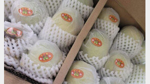 해외직구 수입 금지품 증가…검역본부, 11월 특별검역 실시