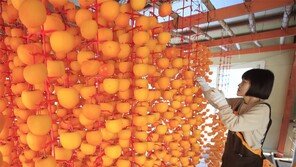 “달콤하고 쫄깃한 곶감을 기대하며” 