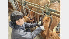 정부, 럼피스킨병 백신 전국에 배부 완료…10일까지 접종