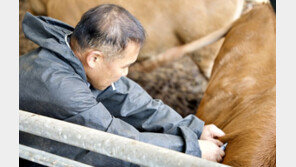 럼피스킨병 13일 만에 74건 확진…소 5077마리 살처분