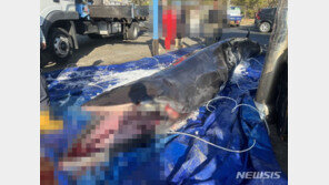 6m 넘는 밍크고래, 포항 앞바다서 그물에 걸려 죽은 채 발견