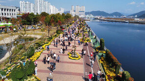 가을 햇볕 아래 국화꽃길 걸어요 