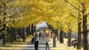 단풍과 낙엽의 거리 