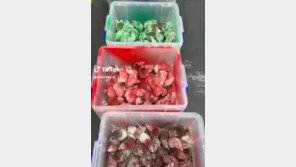 “팔레스타인 해방하라”…英 맥도날드에 쥐 수십마리 풀어놓은 男