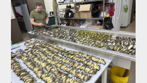 철새 1000마리 떼죽음에…美 시카고 빌딩이 내놓은 이 ‘대책’