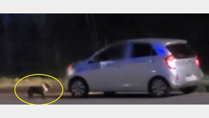 “산책하는줄…” 도로에 반려견 버린 견주에 ‘분노’