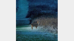 고라니 사체 치우려던 경찰, 차에 치여 골절상 