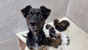 오물범벅 20평 주택서 구조된 개 24마리…무슨 일?