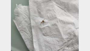 입동 코앞인데 모기 기승…“기후변화 탓에 활동 기간↑”
