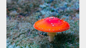 호주서 이혼한 며느리가 해준 요리 먹고 시부모 등 3명 숨져 