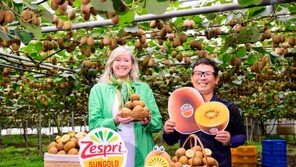 “뉴질랜드 키위 맛을 겨울에도”… 제스프리, 제주 골드키위 올해 첫 출하