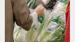 하루 만에 32% 떨어진 배추가격…김장물가 하락 전망