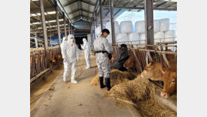 소 럼피스킨병 누적 78건으로 늘어…백신접종률 85%