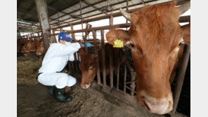 거창서 소 900여마리에 럼피스킨 물백신 주사…당국, 수의사 긴급 투입