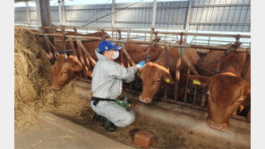 소 럼피스킨병 백신 접종률 90% 넘어…의심 3건 검사 중