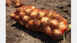 “양파값, 더 쳐줄게” 3억 챙긴 농산물 돌려막기 사기꾼