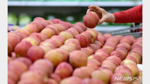 金사과, 작년보다 2배 올라…정부, ‘못난이 사과’ 공급 관리