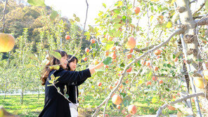 “백설공주가 사랑한 사과가 주렁주렁” 