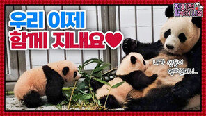 쌍둥이 판다, 이젠 엄마 아이바오와 함께 산다