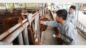 경북도, 럼피스킨병 차단 사활… “최대 축산 농가의 명성 지킨다”
