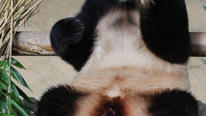 푸바오, 이미 中서도 스타…“강바오도 알고 있다”