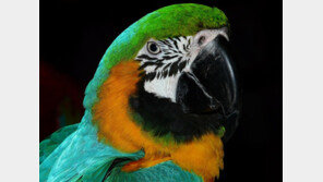 “앵무새 돌려달라” 주인 요구에 새 날려버린 60대男 벌금형