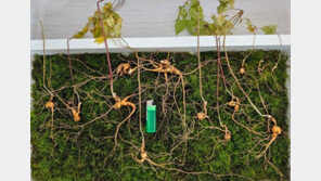 ‘심봤다’ 지리산서 ‘수령 80년’ 산삼 12뿌리 발견…감정가 1억3000만원