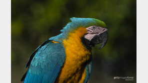“앵무새 돌려줘요” 주인 요구에도…새장 문 열어 날려버린 60대 벌금형