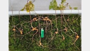 “심봤다” 지리산서 황절삼 12뿌리 발견…감정가 1억 3000만원