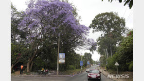 케냐, 150억 그루 나무 심기 위해 ‘깜짝’ 공휴일 선포