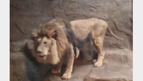 기니피그 사체 방치한 테마파크…‘갈비 사자’ 동물원 모기업이 운영