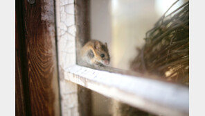 빈대 난리통에…서울 지하철에 쥐 출몰, 시민 ‘깜짝’