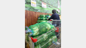 배추 20포기 김장 비용 21.8만원 예상…전년比 9.4%↓