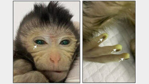 “인공배아 원숭이, 뇌-심장 등 67%가 주입된 줄기세포서 파생”