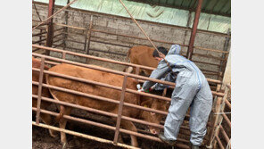 전국 소 농가 럼피스킨 백신접종 100% 완료…“차단 방역 중요”