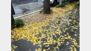 ‘노란 단풍’ 예쁘기만 한가요?…낙엽과의 전쟁 중 “치워도 끝이 없어요”