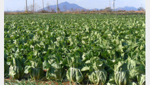 김치 소비량 감소에…가을배추 작목전환 시 ㏊당 450만원 지원