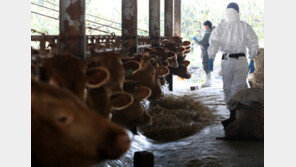 ‘백신완료·冬장군’ 힘 빠진 럼피스킨…‘양성축만 선별 살처분’ 전환