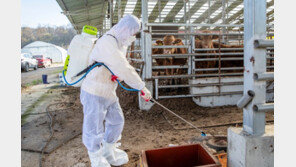 럼피스킨 양성 판정 소만 살처분한다…2주간 이동 제한