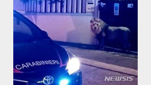 사자가 주택가 어슬렁…주민들 밤새 ‘덜덜’