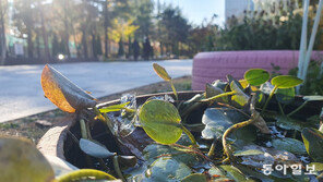 얼음까지 언 아침 추위에 식물들도 “앗 추워!” 