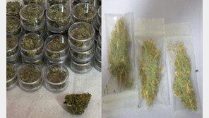 해경, 외국인 노동자에 대마 판매한 ‘해외동포 3세’ 6명 검거