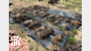 “대신 키워줍니다” 돈 받고 반려견 데려가 살처분·암매장