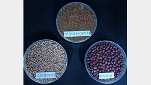 항고혈압 활성 높은 최적 잡곡 비율 확인…손가락조?수수?팥