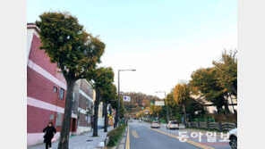 “가지치기만 했을 뿐인데… 걷고 싶은 거리 됐어요”